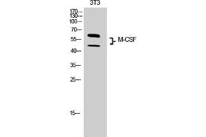 Western Blot analysis of 3T3 cells using M-CSF Polyclonal Antibody. (M-CSF/CSF1 抗体  (C-Term))