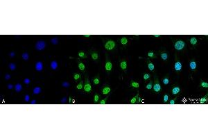 Immunocytochemistry/Immunofluorescence analysis using Mouse Anti-Trap1 Monoclonal Antibody, Clone 3H4-2H6 . (TRAP1 抗体  (Atto 390))