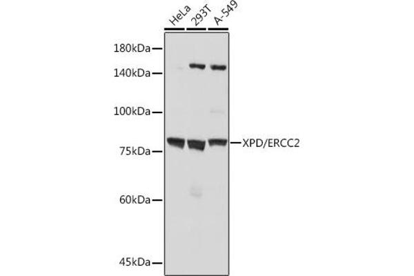 ERCC2 抗体
