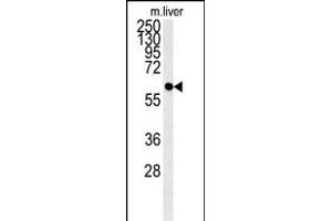 PCYXL Antibody (C-term) (ABIN651800 and ABIN2840404) western blot analysis in mouse liver tissue lysates (15 μg/lane). (PCYOX1L 抗体  (C-Term))