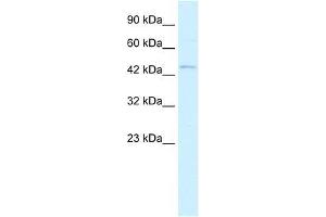 RNF36 antibody used at 0. (TRIM69 抗体  (N-Term))