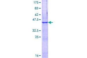 Image no. 1 for EGF-Like, Fibronectin Type III and Laminin G Domains (EGFLAM) (AA 1-152) protein (GST tag) (ABIN1352433) (EGFLAM Protein (AA 1-152) (GST tag))