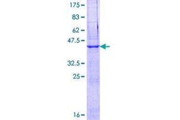 EGFLAM Protein (AA 1-152) (GST tag)