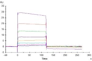 Surface Plasmon Resonance (SPR) image for T Cell Immunoreceptor with Ig and ITIM Domains (TIGIT) (AA 22-141) protein (Fc Tag) (ABIN7275729)