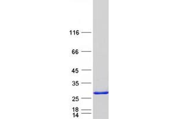 RBM42 Protein (Myc-DYKDDDDK Tag)