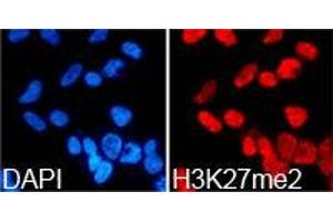 Immunofluorescence (IF) image for anti-Histone 3 (H3) (H3K27me2) antibody (ABIN1873001) (Histone 3 抗体  (H3K27me2))