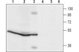 ORAI1 抗体  (2nd Extracellular Loop)