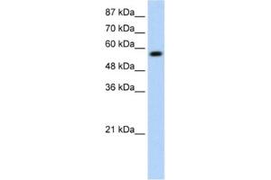 Western Blotting (WB) image for anti-Kelch-Like ECH-Associated Protein 1 (KEAP1) antibody (ABIN2461036) (KEAP1 抗体)