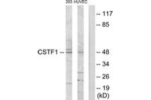 Western blot analysis of extracts from HuvEc/293 cells, using CSTF1 Antibody. (CSTF1 抗体  (AA 1-50))