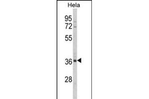 Western blot analysis of MDFIC Antibody (N-term) (ABIN652654 and ABIN2842440) in Hela cell line lysates (35 μg/lane). (MDFIC 抗体  (N-Term))