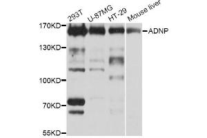 Western blot analysis of extracts of various cell lines, using ADNP Antibody (ABIN5972589) at 1/1000 dilution. (ADNP 抗体)