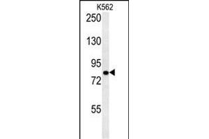 SLC4A7 Antibody (C-term) (ABIN651842 and ABIN2840419) western blot analysis in K562 cell line lysates (15 μg/lane). (SLC4A7 抗体  (C-Term))