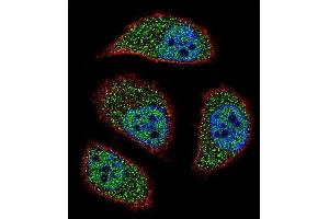 Confocal immunofluorescent analysis of NIX Antibody (Center) (ABIN655731 and ABIN2845178) with A549 cell followed by Alexa Fluor? (BNIP3L/NIX 抗体  (AA 52-81))