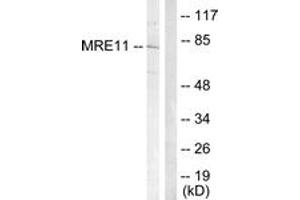 Western Blotting (WB) image for anti-MRE11 Meiotic Recombination 11 Homolog A (S. Cerevisiae) (MRE11A) (AA 230-279) antibody (ABIN2888929) (Mre11 抗体  (AA 230-279))