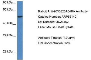 Western Blotting (WB) image for anti-Chromosome 13 Open Reading Frame 31 (C13orf31) (C-Term) antibody (ABIN785643) (LACC1 抗体  (C-Term))