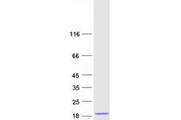 CMC1 Protein (Myc-DYKDDDDK Tag)