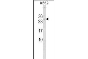 KCNE4 Antibody (Center) (ABIN1538505 and ABIN2849953) western blot analysis in K562 cell line lysates (35 μg/lane). (KCNE4 抗体  (AA 58-86))