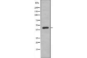 Western blot analysis of extracts from 293 cells using NFYA antibody. (NFYA 抗体  (C-Term))