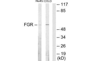 Western Blotting (WB) image for anti-Gardner-Rasheed Feline Sarcoma Viral (V-Fgr) Oncogene Homolog (FGR) (Internal Region) antibody (ABIN1849134) (Fgr 抗体  (Internal Region))
