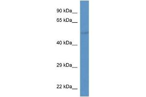 WB Suggested Anti-Slc37a2 Antibody   Titration: 1. (SLC37A2 抗体  (Middle Region))