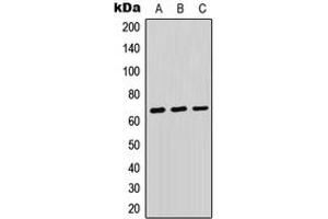 Western blot analysis of PTP kappa expression in HEK293T (A), Raw264. (PTP kappa (N-Term) 抗体)