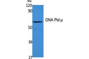 Western Blotting (WB) image for anti-Polymerase (DNA Directed), mu (POLM) (Internal Region) antibody (ABIN3180979) (POLM 抗体  (Internal Region))