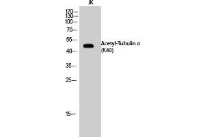 Western Blot analysis of JK cells using Acetyl-Tubulin α (K40) Polyclonal Antibody. (alpha Tubulin 抗体  (acLys40))