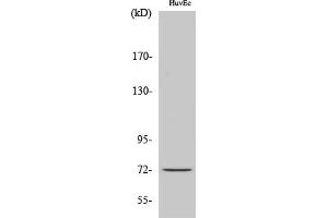 Western Blot analysis of various cells using Cdc16 Polyclonal Antibody. (CDC16 抗体)