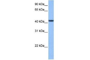 C8ORF34 antibody used at 1 ug/ml to detect target protein. (C8orf34 抗体  (N-Term))