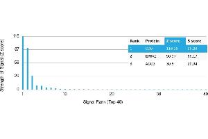 Protein Array (PAr) image for anti-CD9 (CD9) antibody (ABIN7456352)