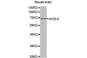 Western Blotting (WB) image for anti-Acyl-CoA Synthetase Long-Chain Family Member 5 (ACSL5) (AA 500-739) antibody (ABIN1678546) (ACSL5 抗体  (AA 500-739))