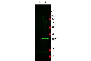 Image no. 1 for anti-Green Fluorescent Protein (GFP) antibody (ABIN401487) (GFP 抗体)