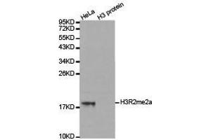 Western Blotting (WB) image for anti-Histone 3 (H3) (H3R2me2a) antibody (ABIN1873014) (Histone 3 抗体  (H3R2me2a))