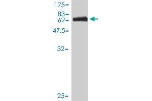 Western Blot detection against Immunogen (74. (ITFG2 抗体  (AA 1-447))