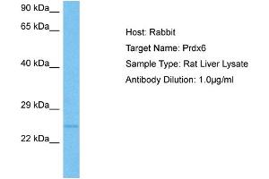 Host:  Rat  Target Name:  PRDX6  Sample Tissue:  Rat Liver  Antibody Dilution:  1ug/ml (Peroxiredoxin 6 抗体  (Middle Region))