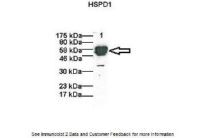 Western Blotting (WB) image for anti-Heat Shock 60kDa Protein 1 (Chaperonin) (HSPD1) (C-Term) antibody (ABIN504609) (HSPD1 抗体  (C-Term))