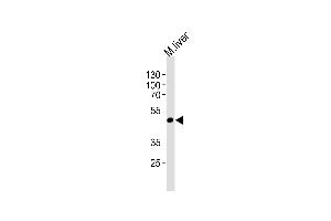 Western blot analysis of lysate from mouse liver tissue lysate, using Mouse Shb Antibody (C-term) (ABIN1537536 and ABIN2838254). (SHB 抗体  (C-Term))