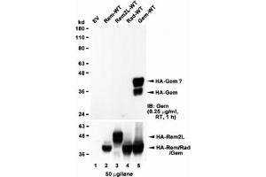 Western blot of HEK293 lysate overexpressing full-length human GEM (HA tagged), mock-transfected HEK293 (EV) and HEK293 transiently expressing  the GEM-related genes Rem, Rem2L and Rad. (GEM 抗体)
