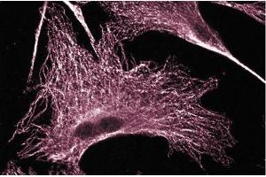 Immunofluorescence staining on 3T3-L1 cells (Mouse embryonic fibroblasts, ATCC CL-173). (ERK (Pan) (AA 219-358) 抗体)