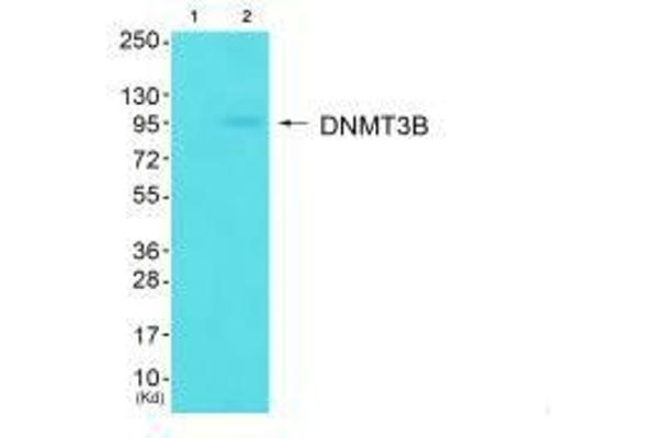 DNMT3B 抗体  (N-Term)