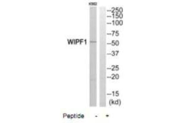 WIPF1 抗体  (C-Term)