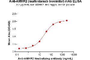 ELISA plate pre-coated by 2 μg/mL (100 μL/well) Human A Protein, hFc Tag (ABIN7092714, ABIN7272246 and ABIN7272247) can bind Anti-A Neutralizing antibody (ABIN7478005 and ABIN7490944) in a linear range of 2. (Recombinant AMHR2 (Murlentamab Biosimilar) 抗体)