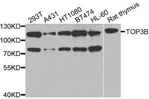 Western blot analysis of extracts of various cell lines, using TOP3B antibody (ABIN5974891) at 1/1000 dilution. (TOP3B 抗体)