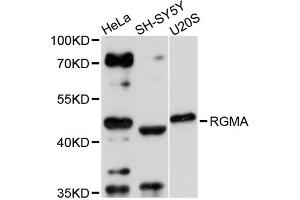 Western blot analysis of extracts of various cell lines, using RGMA antibody (ABIN1874594) at 1:3000 dilution. (RGMA 抗体)