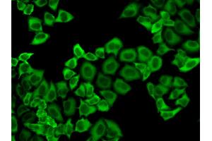 Immunofluorescence analysis of HeLa cells using PRDX2 antibody. (Peroxiredoxin 2 抗体)