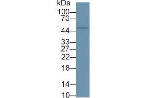 Western blot analysis of Mouse RAW264. (HAVCR1 抗体  (AA 23-125))