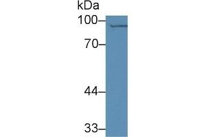 Detection of CD33 in Mouse Spleen lysate using Polyclonal Antibody to Cluster Of Differentiation 33 (CD33) (CD33 抗体  (AA 18-240))