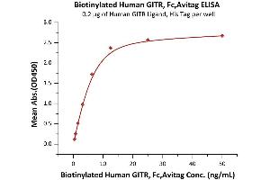 Immobilized Human GITR Ligand, His Tag (ABIN6810043,ABIN6938904) at 2 μg/mL (100 μL/well) can bind Biotinylated Human GITR, Fc,Avitag (ABIN6731276,ABIN6809956) with a linear range of 0. (TNFRSF18 Protein (AA 26-161) (Fc Tag,AVI tag,Biotin))