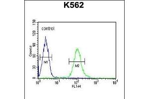 UBAC1 Antibody (C-term) (ABIN651546 and ABIN2840294) flow cytometric analysis of K562 cells (right histogram) compared to a negative control cell (left histogram). (UBAC1 抗体  (C-Term))