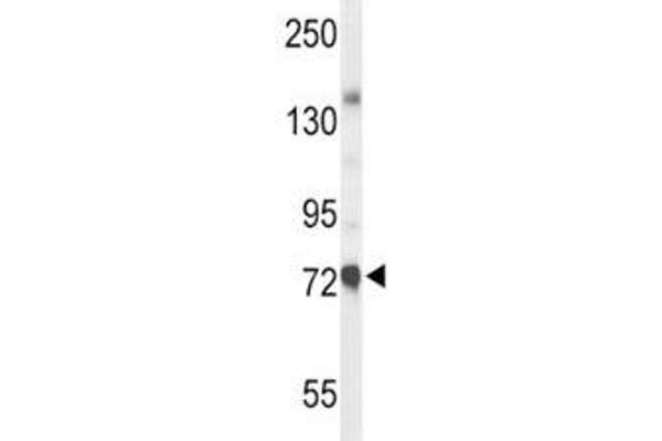 Choline Acetyltransferase 抗体  (AA 98-128)